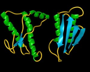 An image of a normal human prion protein, left, next to a disease-causing prion protein, both of which were discovered by Stanley Prusiner. Photograph by Dr. Stanley Prusiner and Dr. Fred Cohen. Reproduced by permission of AP/Wide World Photos.